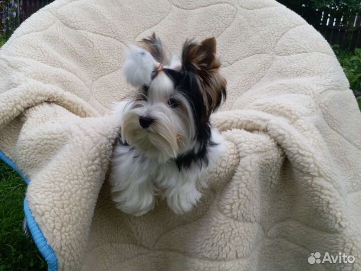 Бивер мини мальчик