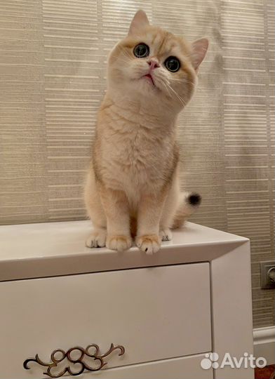 Очаровательные чистокровные британские малыши