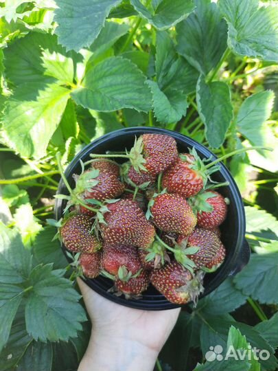 Клубника черный принц (саженцы)