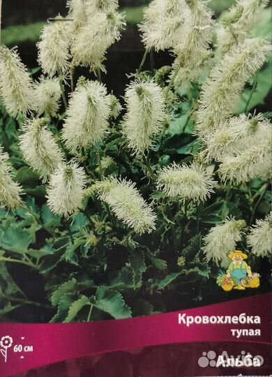 Кровохлебка Альба декоративные растения