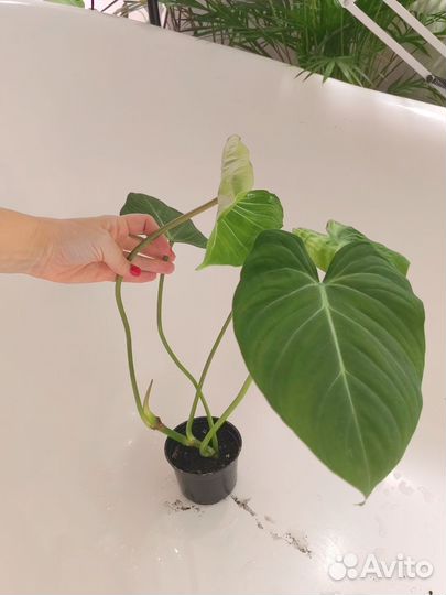 Филодендрон глориозум