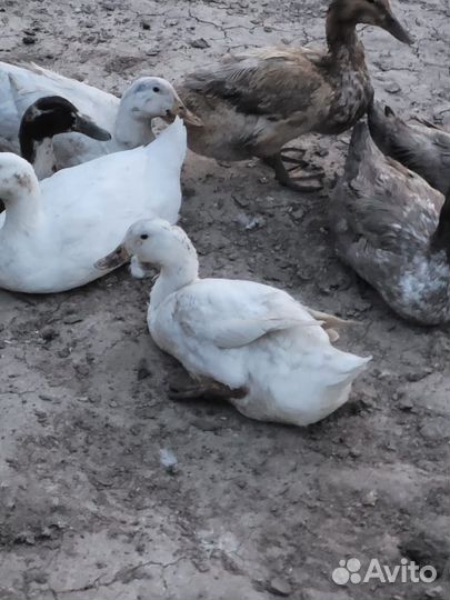 Утки хохлатые,башкирки, голубой фаворит