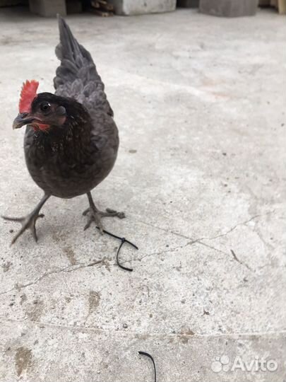 Семья сильверудд