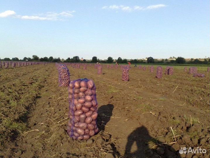 Продам картофель