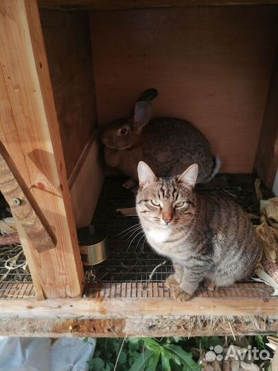 Кролики мясных породы фландер