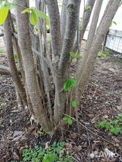 Лесной орех