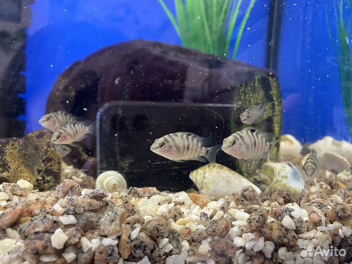 Рыбы цихлиды