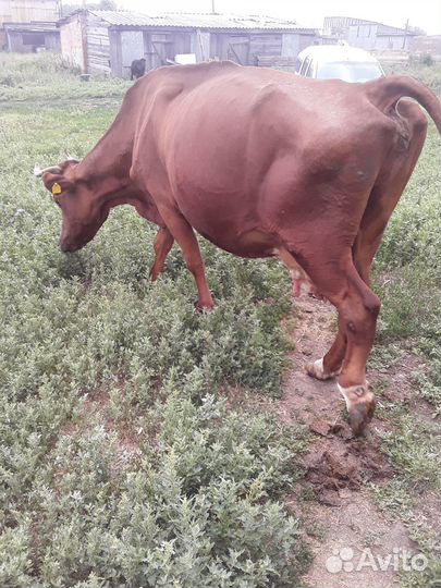 Коровы высокоудойные