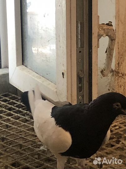 Продажа голубей