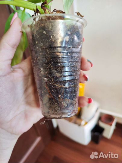 Филодендрон белая принцесса