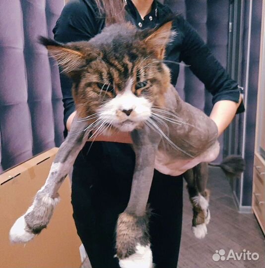 Груминг котов/кошек