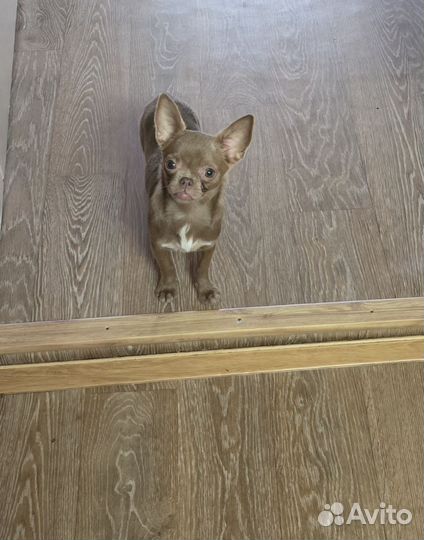 Лиловая девочка Чихуахуа