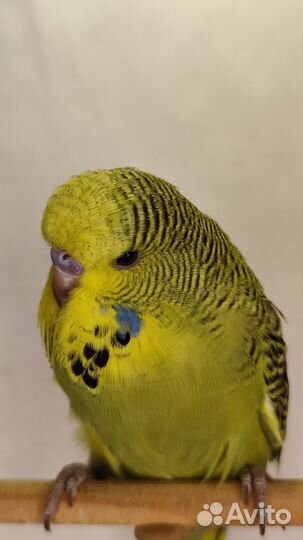 Ввп) Выставочные волнистые попугаи(Чехи)