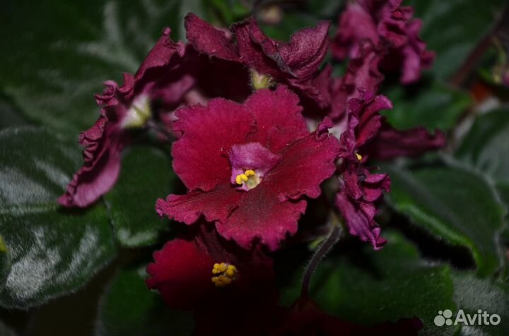 Узамбарские фиалки