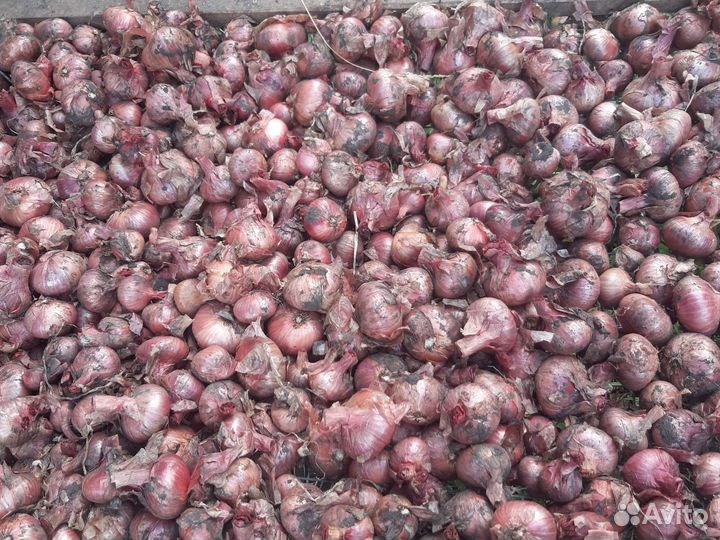 Лук шалот семейный