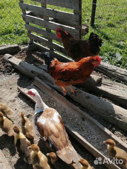 Молодые петушки