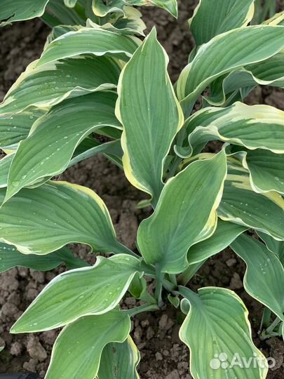 Хоста Sagae (Сагае) XL