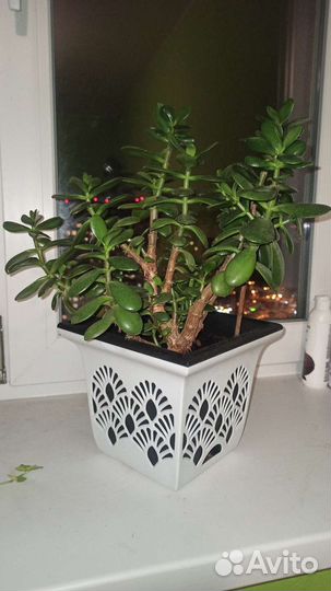 Денежные дерева (крассула, толстянка)