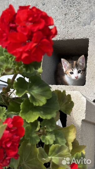 Отдам в добрые ручки детенышей