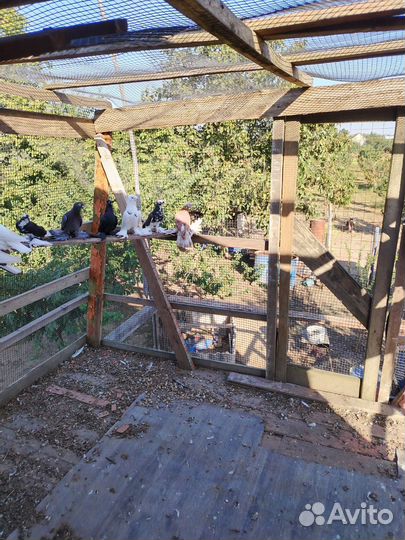 Голуби узбеки продажа