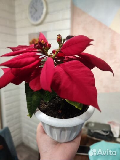 Пуансеттия