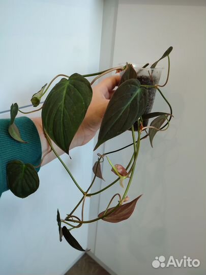 Комнатные цветы