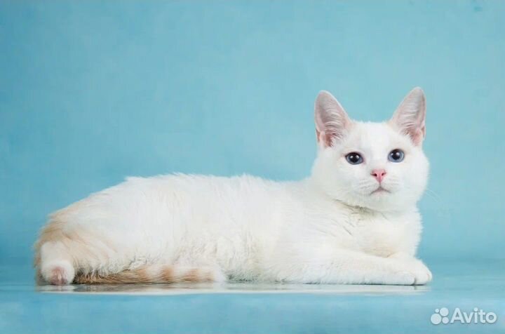 Котик ищет дом