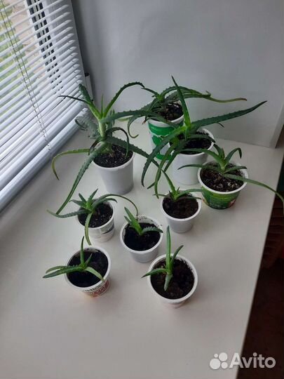 Алоэ столетник