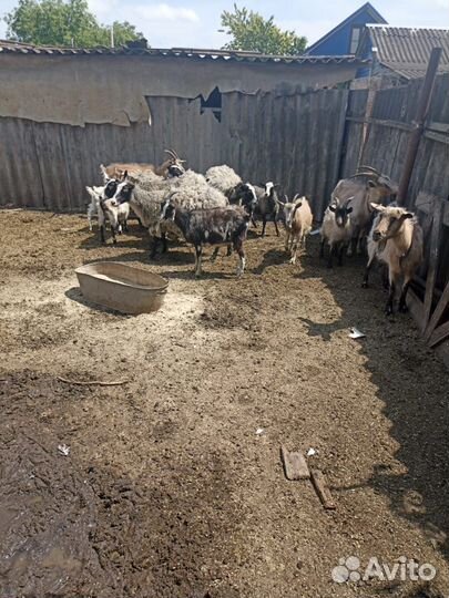 Продаю баранов и коз