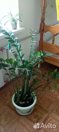 Замиокулькас большой, комнатное растение