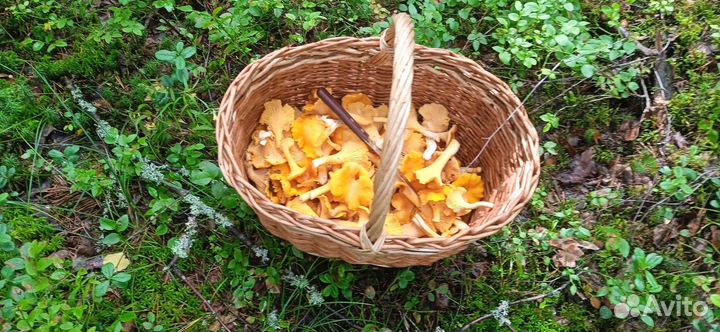 Грибы лисички в наличии