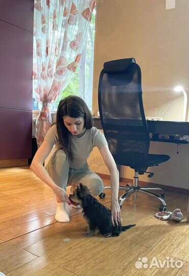 Дрессировка собак, кинолог