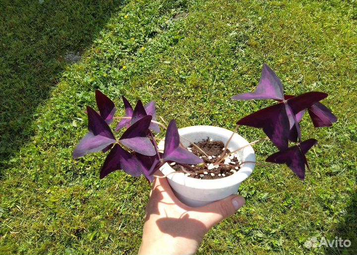 Кислица оксалис