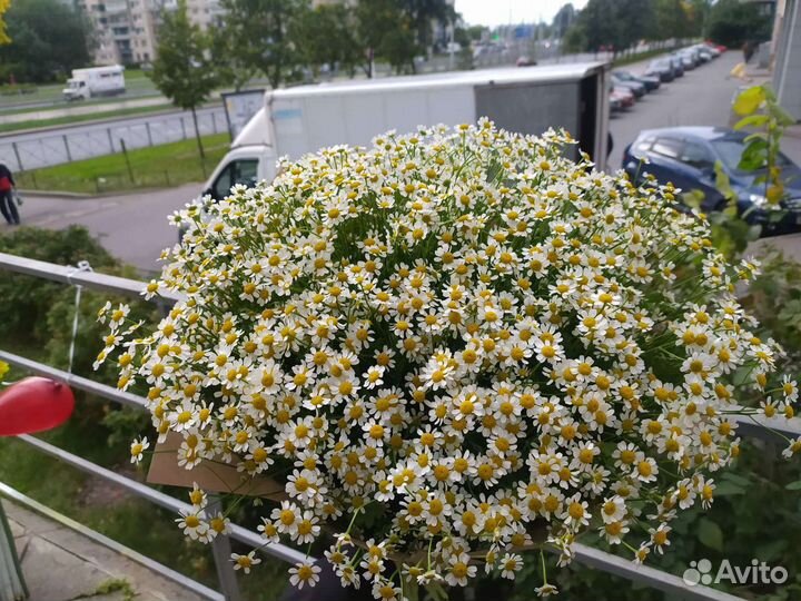 51 ромашка, букет ромашек