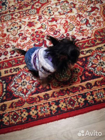 Костюм для щенка йорка