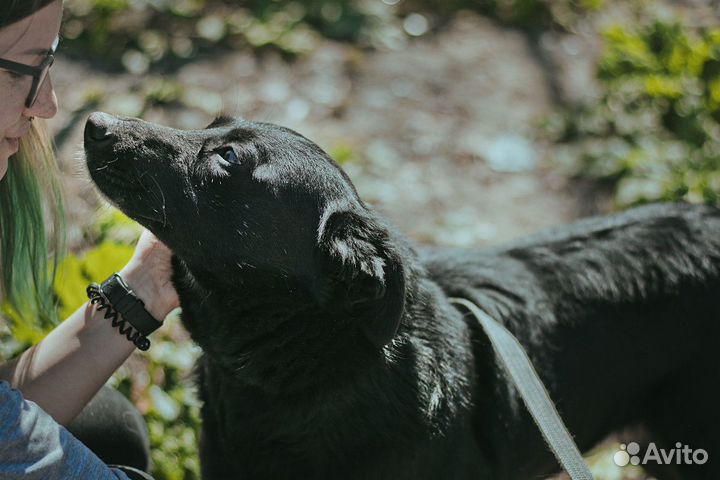 Собака в добрые руки