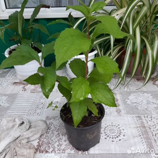 Саженцы жасмина