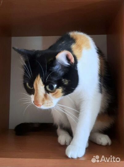 Кошка ищет дом