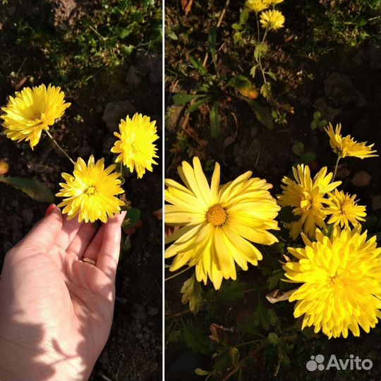 Разные многолетние растения