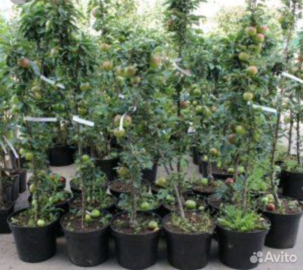 Фруктовые деревья в контейнере