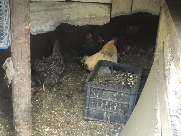 Куры и петух