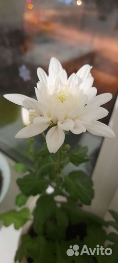 Хризантема комнатная белая