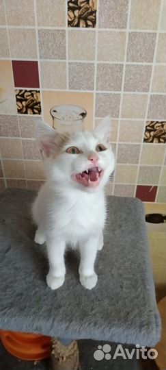 Кошечка в добрые руки)