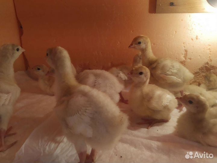 Индюшата Канада