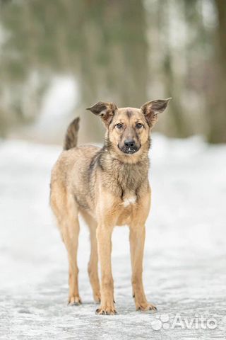 Собаки в дар бесплатно
