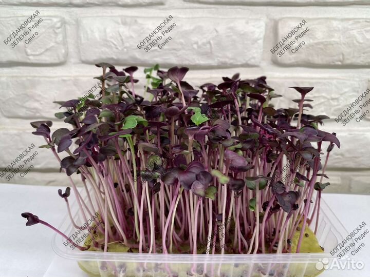 Микрозелень