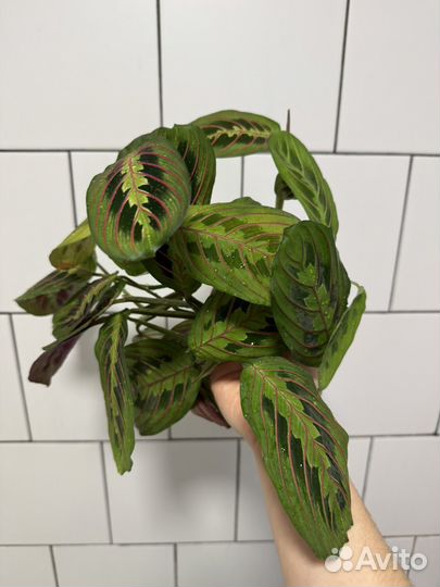 Маранта триколор