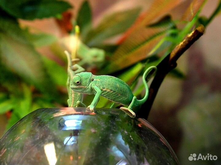 Хамелеоны Йеменские самцы и самки
