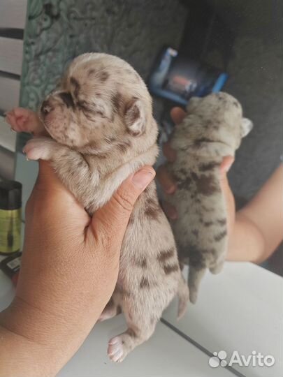 Щенки чихуахуа мини девочки