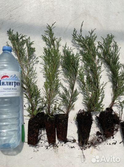 Саженцы хвойных растений